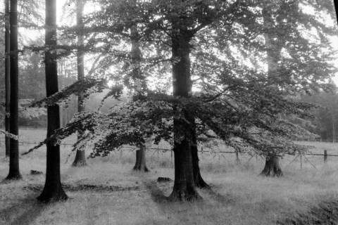 ARH NL Dierssen 0106/0026, Partie im Saupark, zwischen 1946/1947