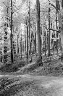 ARH NL Dierssen 0117/0006, Frühling im Deister, 1948