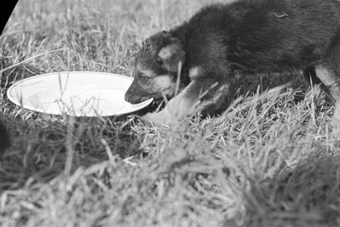 ARH NL Dierssen 0121/0007, Junge Hunde, 1948
