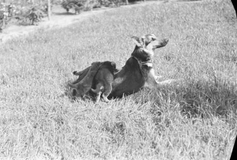 ARH NL Dierssen 0121/0011, Junge Hunde, 1948