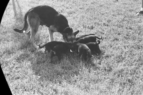 ARH NL Dierssen 0121/0012, Junge Hunde, 1948