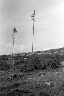 ARH NL Dierssen 0126/0005, Kahlschlag an dem Katzberg, 1948