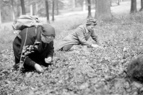 ARH NL Dierssen 0131/0016, Sammeln von Bucheckern, 1948