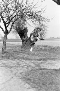 ARH NL Dierssen 0164/0019, Bäume, 1949