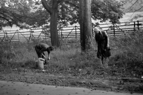 ARH NL Dierssen 0206/0021, Kastaniensucher, 1949