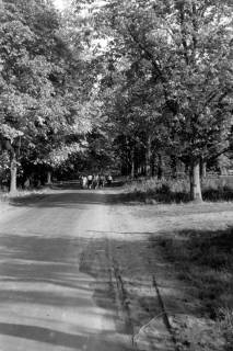 ARH NL Dierssen 0206/0023, Kastaniensucher, 1949