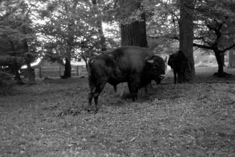 ARH NL Dierssen 0208/0005, Im Wisentgehege, 1949