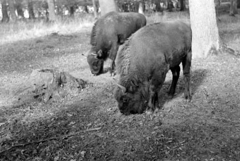 ARH NL Dierssen 0209/0015, Wisente, 1949