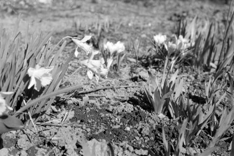 ARH NL Dierssen 1013/0003, Frühlingsblumen im Garten von Pastor Ziete, 1950