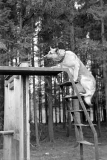 ARH NL Dierssen 1020/0017, Abrichteanstalt - Hund auf Güterwagentreppe, Hasperde, 1950