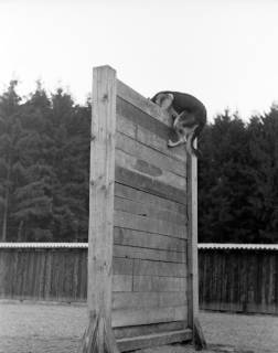 ARH NL Dierssen 1020/0018, Abrichteanstalt - Hund an 2,50 m Wand, Hasperde, 1950