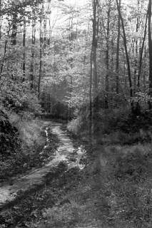 ARH NL Dierssen 1022/0017, Wald bei Gestorf, 1950