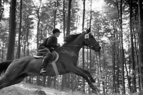 ARH NL Dierssen 1047/0022, Reitturnier, Springe, 1950