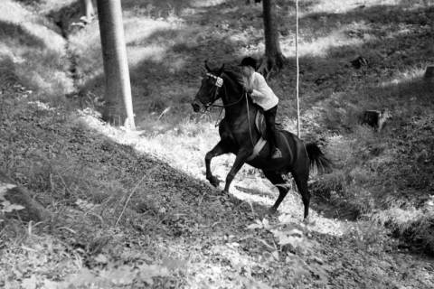 ARH NL Dierssen 1048/0009, Reitturnier, Springe, 1950