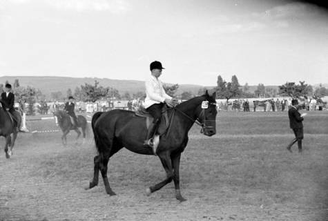 ARH NL Dierssen 1049/0017, Reitturnier, Springe, 1950