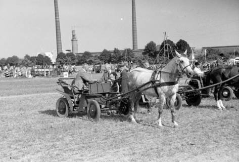 ARH NL Dierssen 1049/0023, Reitturnier, Springe, 1950