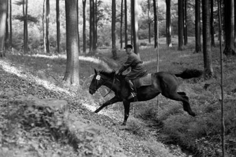 ARH NL Dierssen 1049/0030, Reitturnier, Springe, 1950