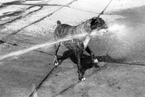 ARH NL Dierssen 1204/0009, Hund "Bobby" von Mensenkamp mit Wasserstrahl, Springe, 1952
