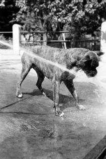 ARH NL Dierssen 1204/0010, Hund "Bobby" von Mensenkamp mit Wasserstrahl, Springe, 1952