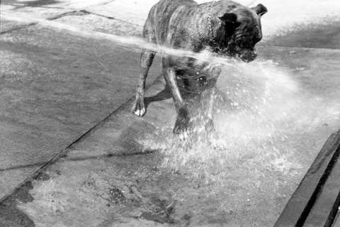 ARH NL Dierssen 1204/0011, Hund "Bobby" von Mensenkamp mit Wasserstrahl, Springe, 1952