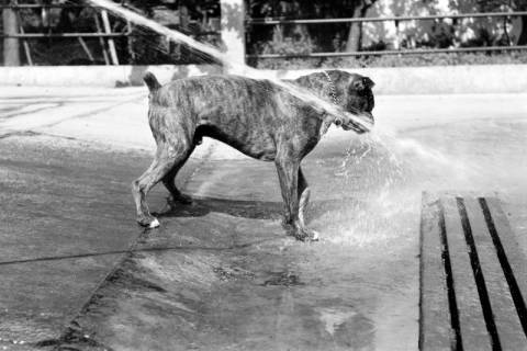 ARH NL Dierssen 1204/0012, Hund "Bobby" von Mensenkamp mit Wasserstrahl, Springe, 1952
