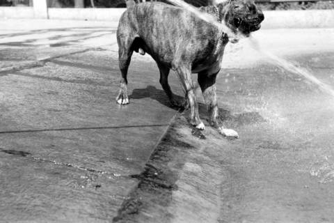 ARH NL Dierssen 1204/0013, Hund "Bobby" von Mensenkamp mit Wasserstrahl, Springe, 1952