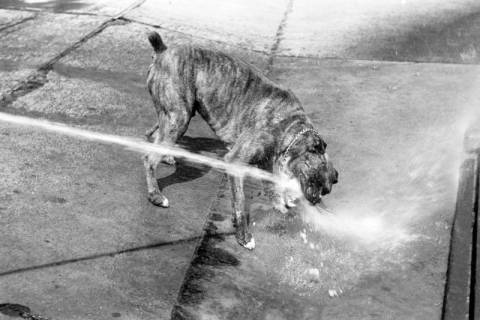 ARH NL Dierssen 1204/0014, Hund "Bobby" von Mensenkamp mit Wasserstrahl, Springe, 1952