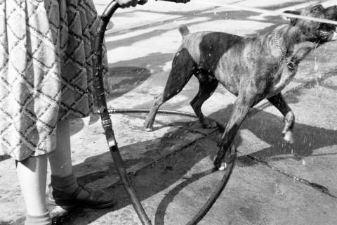 ARH NL Dierssen 1204/0015, Hund "Bobby" von Mensenkamp mit Wasserstrahl, Springe, 1952