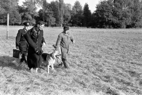 ARH NL Dierssen 1209/0025, Brauchbarkeitsprüfung für Hunde-Wettkämpfe, Hasperde, 1952