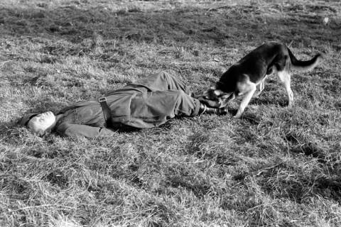 ARH NL Dierssen 1209/0027, Brauchbarkeitsprüfung für Hunde-Wettkämpfe, Hasperde, 1952