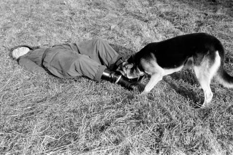 ARH NL Dierssen 1209/0028, Brauchbarkeitsprüfung für Hunde-Wettkämpfe, Hasperde, 1952