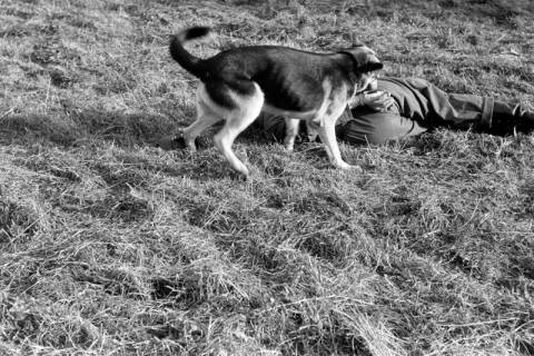 ARH NL Dierssen 1209/0029, Brauchbarkeitsprüfung für Hunde-Wettkämpfe, Hasperde, 1952
