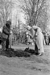 ARH NL Dierssen 1236/0007, Tag des Baumes, Springe, 1953
