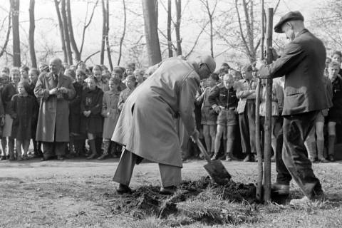 ARH NL Dierssen 1236/0008, Tag des Baumes, Springe, 1953
