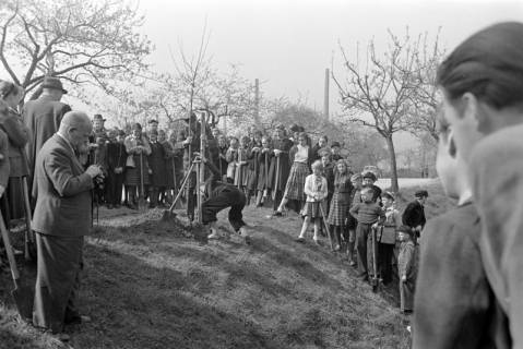 ARH NL Dierssen 1236/0011, Tag des Baumes, Springe, 1953