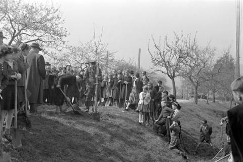 ARH NL Dierssen 1236/0012, Tag des Baumes, Springe, 1953