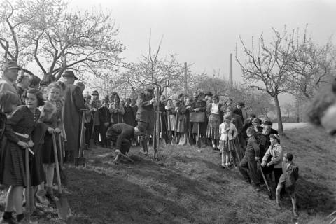 ARH NL Dierssen 1236/0014, Tag des Baumes, Springe, 1953