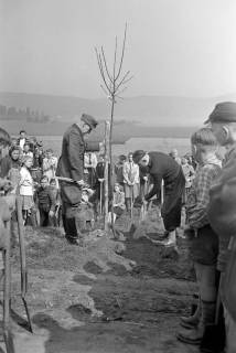 ARH NL Dierssen 1236/0015, Tag des Baumes, Springe, 1953