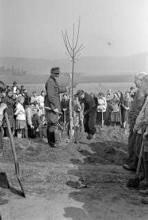 ARH NL Dierssen 1236/0016, Tag des Baumes, Springe, 1953