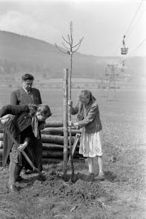ARH NL Dierssen 1236/0019, Tag des Baumes, Springe, 1953