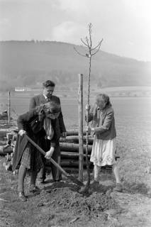 ARH NL Dierssen 1236/0020, Tag des Baumes, Springe, 1953