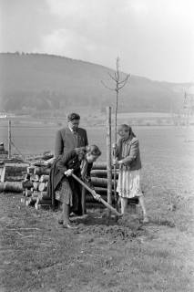 ARH NL Dierssen 1236/0021, Tag des Baumes, Springe, 1953