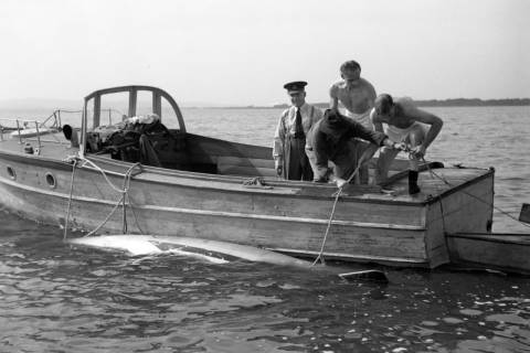ARH NL Dierssen 1263/0019, Suche auf Steinhuder Meer nach abgestürztem "Düsenjäger", Steinhude, 1953