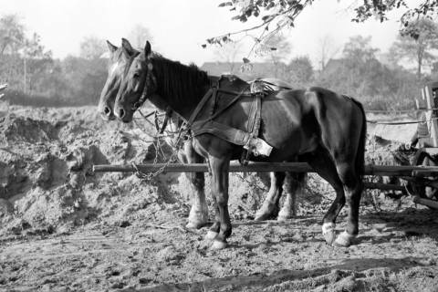 ARH NL Dierssen 1267/0019, Pferdewagen auf der Rennbahn, Hannover, 1953