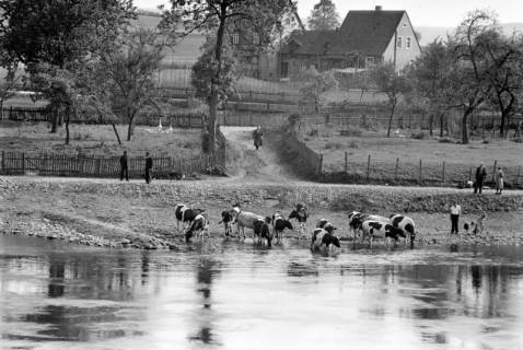 ARH NL Dierssen 1278/0001, Kühe baden in der Weser, Bodenwerder, 1954