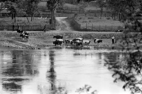 ARH NL Dierssen 1278/0002, Kühe baden in der Weser, Bodenwerder, 1954