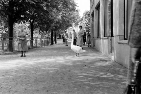 ARH NL Dierssen 1299/0002, Schwan auf der Straße (Westphal), Springe, 1954
