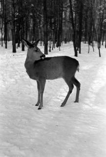 ARH NL Dierssen 1301/0027, Tiergarten: Wild im Schnee, Kirchrode, 1955