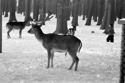 ARH NL Dierssen 1301/0034, Tiergarten: Wild im Schnee, Kirchrode, 1955