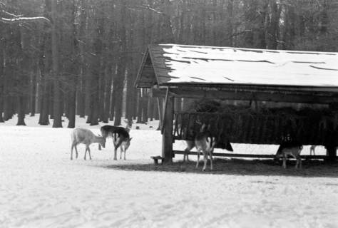 ARH NL Dierssen 1301/0035, Tiergarten: Wild im Schnee, Kirchrode, 1955